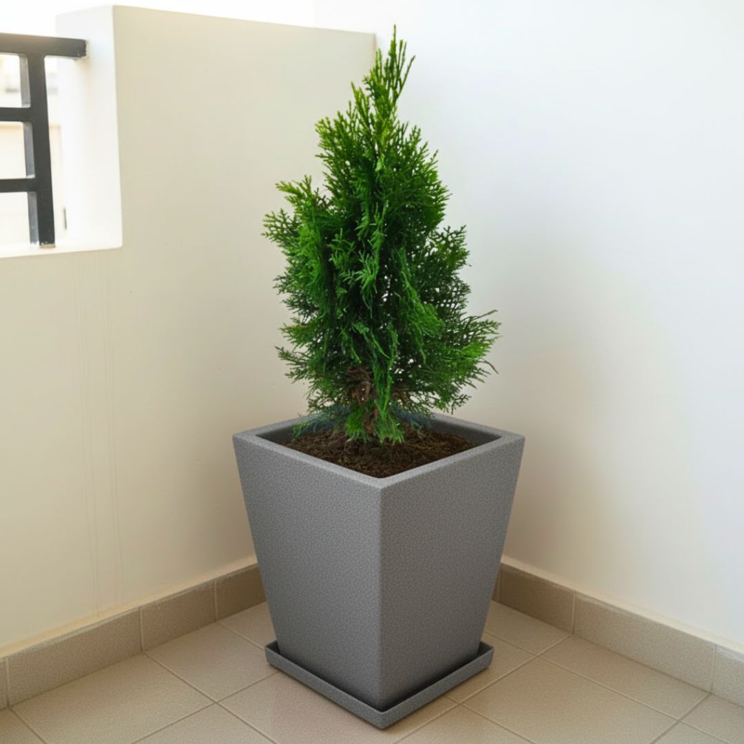 Morpankhi (~ 2 Ft) in 12 X 10 Inch Grey Premium Blaze Fiberglass Planter