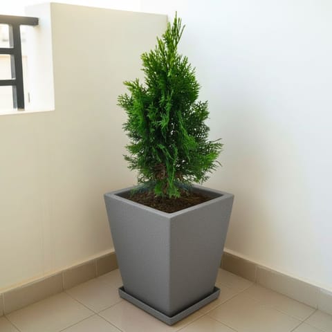 Morpankhi (~ 2 Ft) in 12 X 10 Inch Grey Premium Blaze Fiberglass Planter