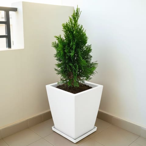 Morpankhi (~ 2 Ft) in 12 X 10 Inch White Premium Blaze Fiberglass Planter