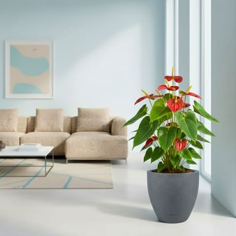 Anthurium Red (3 in 1) in 08 X 08 Inch Grey Premium Convessa Fiberglass Planter