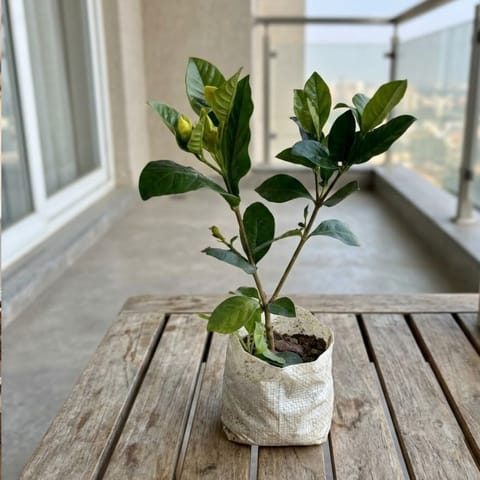 Gardenia / Gandhraaj (Any Colour) in 4 Inch Nursery Bag