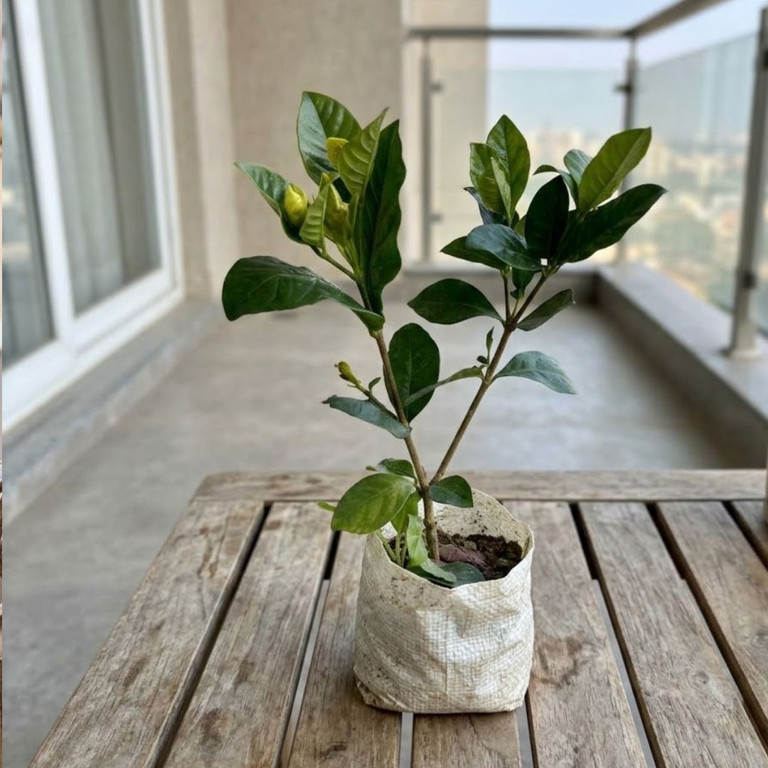 Gardenia / Gandhraaj (Any Colour) in 4 Inch Nursery Bag