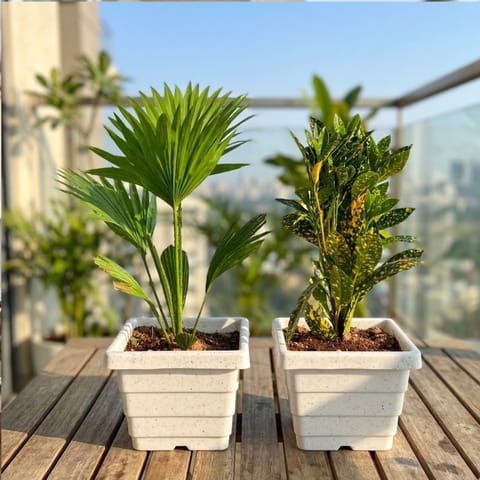 Set of 2 - China / Fan Palm & Baby Croton in 6 Inch White Marble Premium Orchid Square Plastic Pot