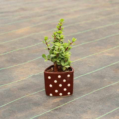 Jade in 4 Inch Polka Dot Designer Ceramic Pot (any colour)
