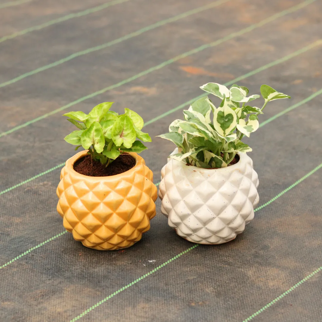 Set of 3 - Money Plant Marble & Syngonium Yellow Butterfly in 5 Inch Pineapple Designer Ceramic Pot (any colour)