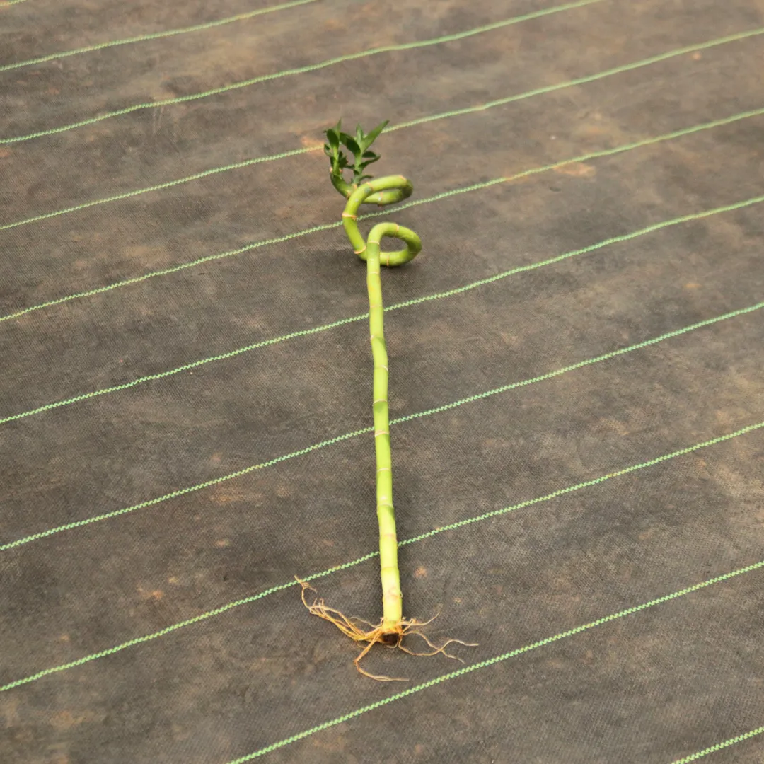 Bamboo Stick (~ 1 Ft) ( 1 Pcs)