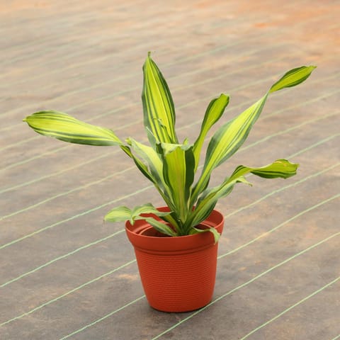 Dracaena Victoria in 8 Inch Textured Red Plastic Pot