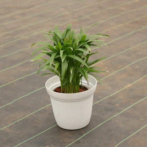 Areca Palm (~1 Ft) in 8 Inch Textured White Plastic Pot