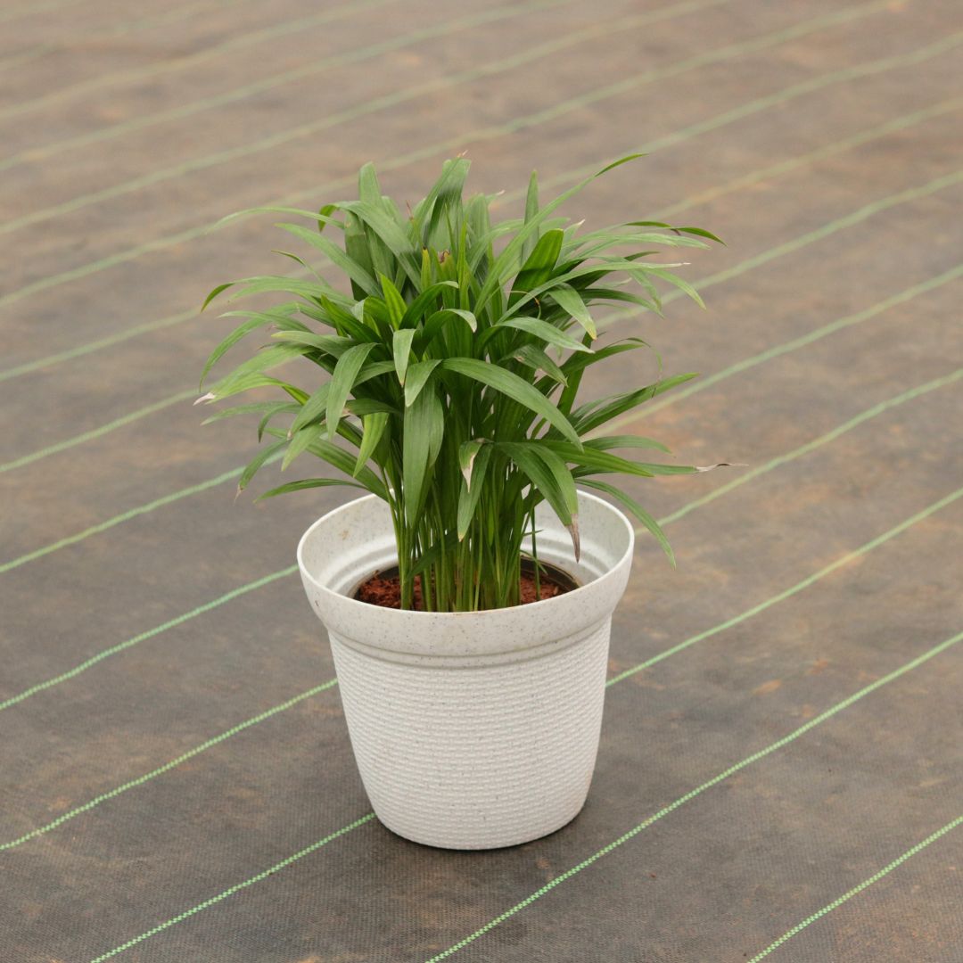 Areca Palm (~1 Ft) in 8 Inch Textured White Plastic Pot