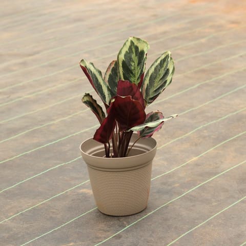 Calathea Peacock in 8 Inch Textured Beige Plastic Pot