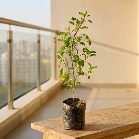 Rama Tulsi in 3 Inch Nursery Bag