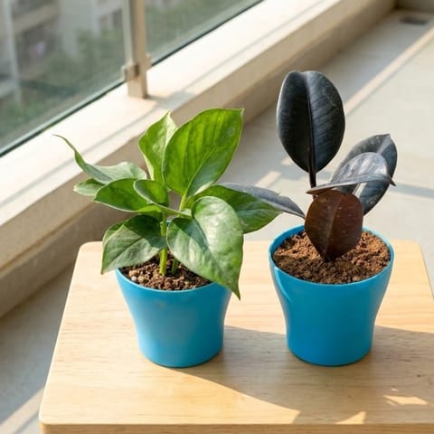 Set of 2 - Money Plant Green & Rubber Black in 4 Inch English Blue Premium Daisy Plastic Planter