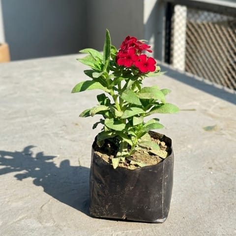 Phlox Flower Plant in 4 Inch Nursery Bag