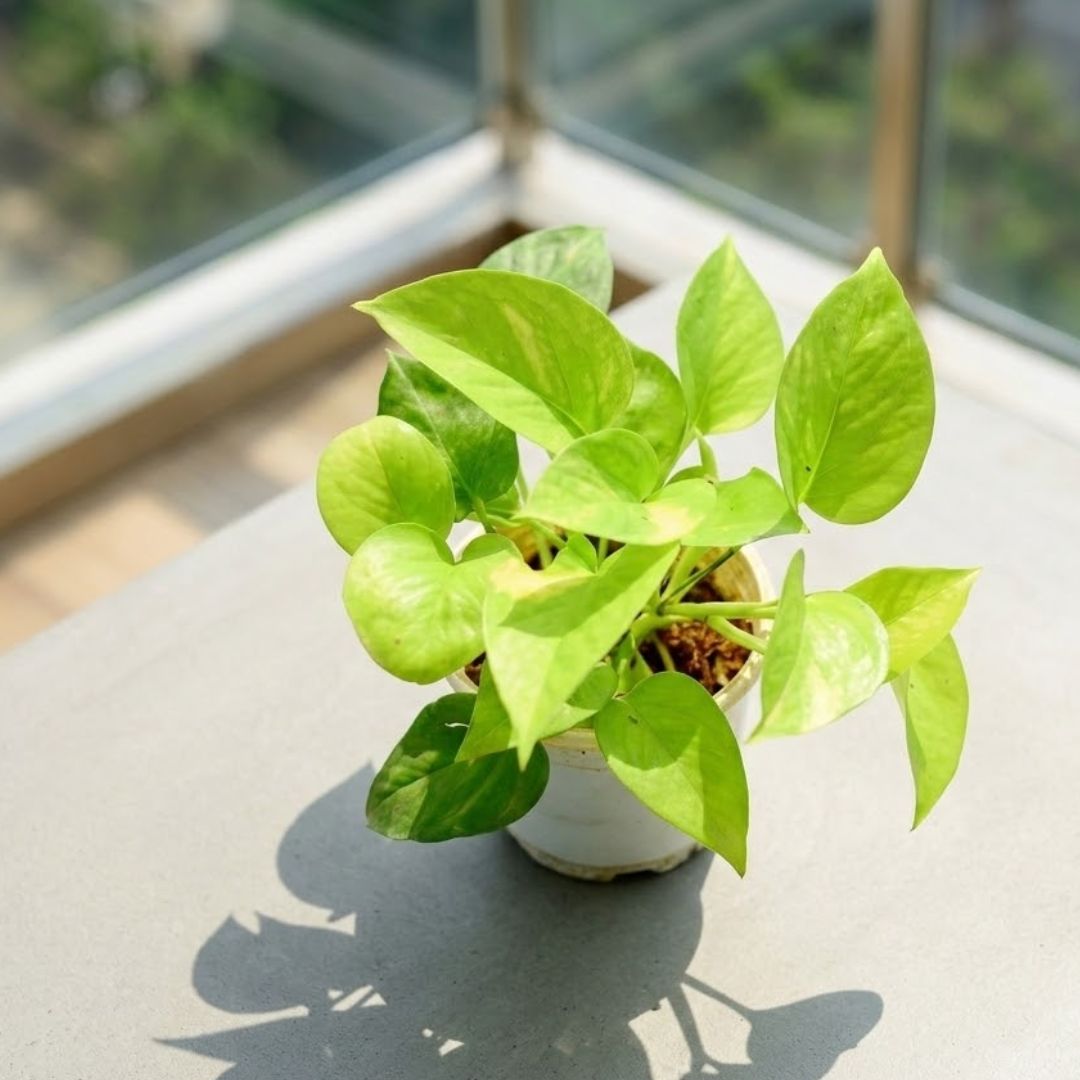 Air Purifying - Money Plant Golden in 4 Inch Nursery Pot