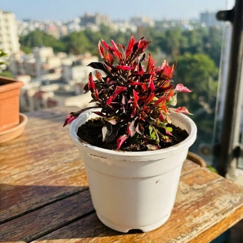 Alternanthera Red in 4 Inch White Nursery Pot