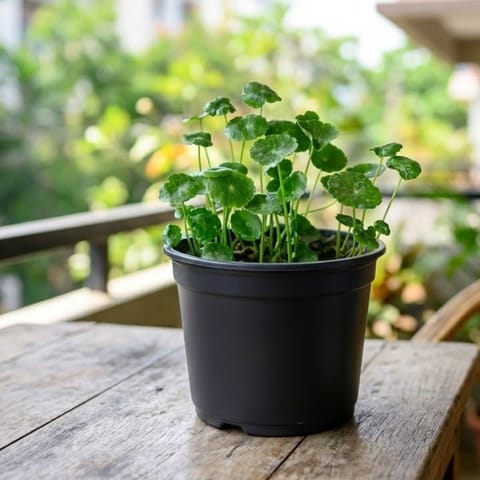Brahmi Dollar / Pennywort in 4 Inch Nursery Pot