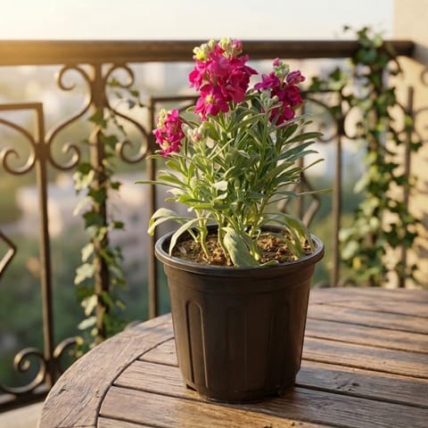 Stock Plant (Any Colour) in 6 Inch Nursery Pot