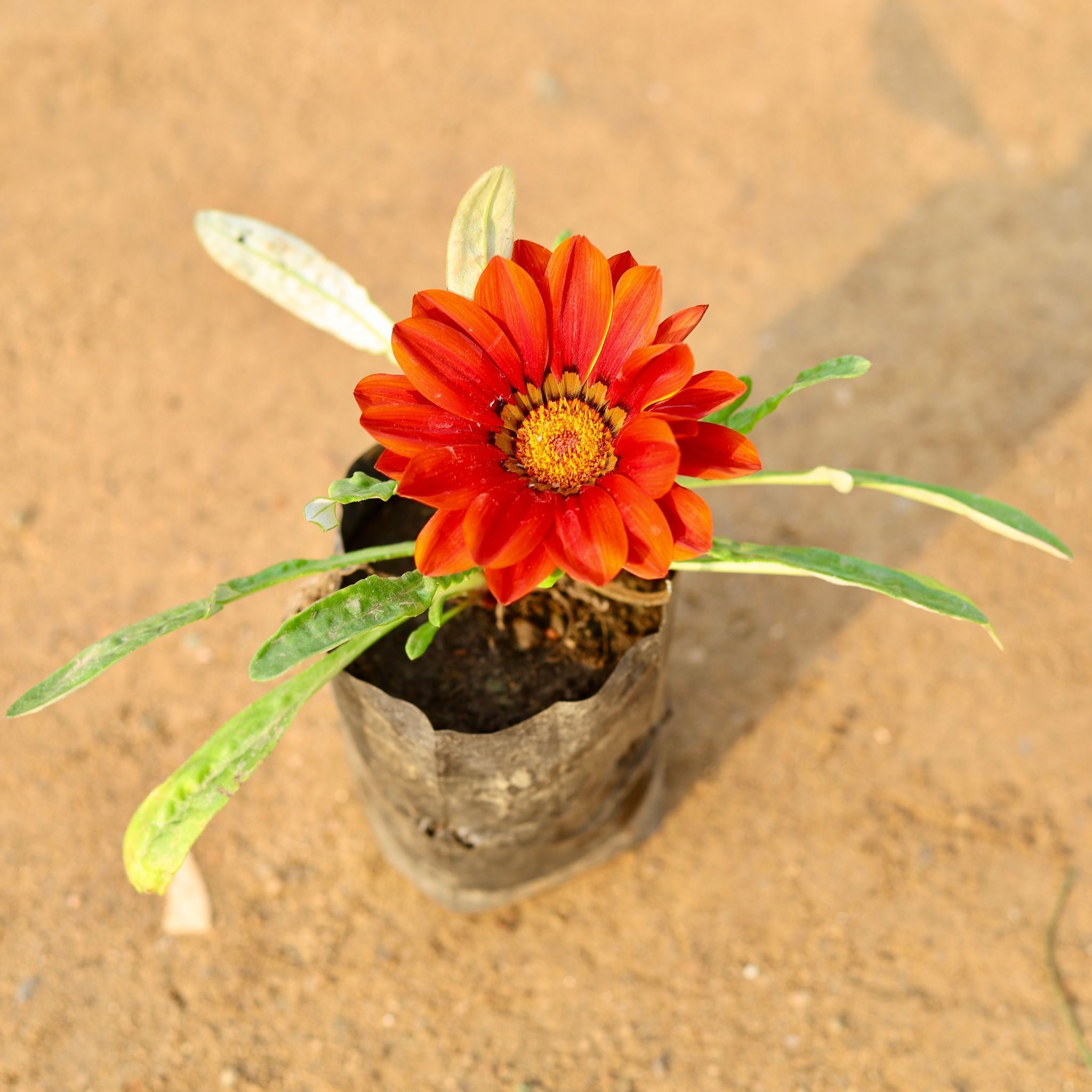 Gazania (Any Colour) in 4 Inch Nursery Bag