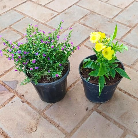 Set of 2 - Cuphea Pink & Tecoma Yellow in 4 Inch Nursery Pot