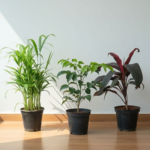 Indoor Elevate Trio - Set of 3 - Areca Dwarf (~1 Ft), Dracaena Rosea & Radermachera / China Doll (~ 1 Ft) in 5 Inch Nursery Pot
