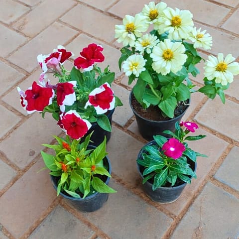 Set of 4 - Petunia (Any Colour), Zinnia White, Celosia Orange & Periwinkle Pink in 4 Inch Nursery Pot