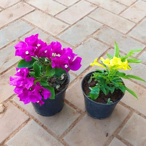 Set of 2 - Bougainvillea Pink & Tecoma Yellow in 4 Inch Live Plant Nursery Pot