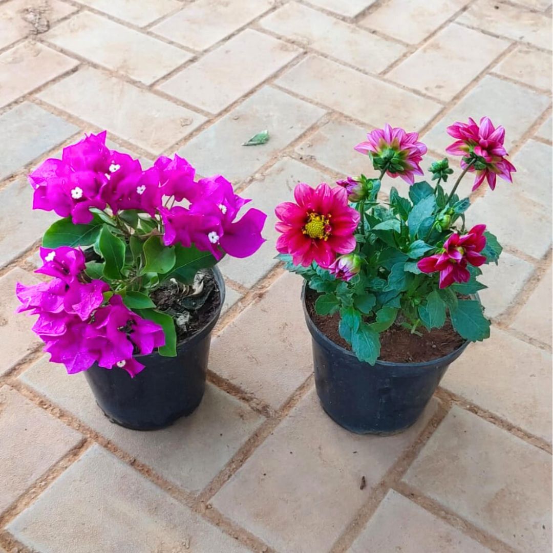 Set of 2 - Bougainvillea Pink & Dahlia (Any Colour) in 4 Inch Nursery Pot