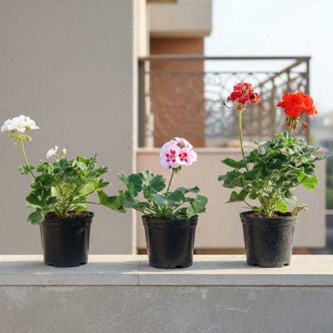 Set of 3 - Geranium (Pink, Red & White) in 4 Inch Nursery Pot