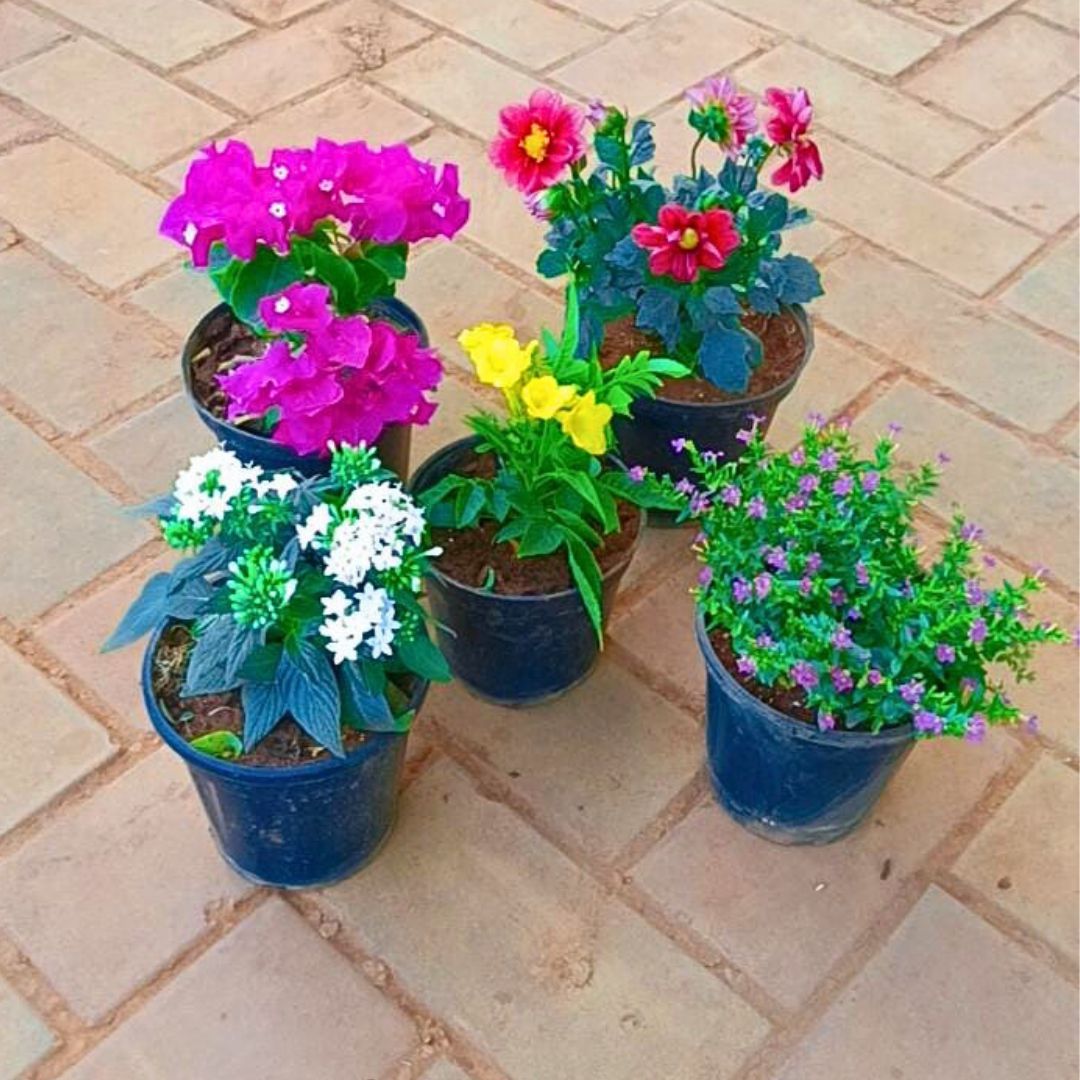 Set of 5 - Bougainvillea Pink, Dahlia (Any Colour), Tecoma Yellow, Pentas White & Cuphea Pink in 4 Inch Nursery Pot