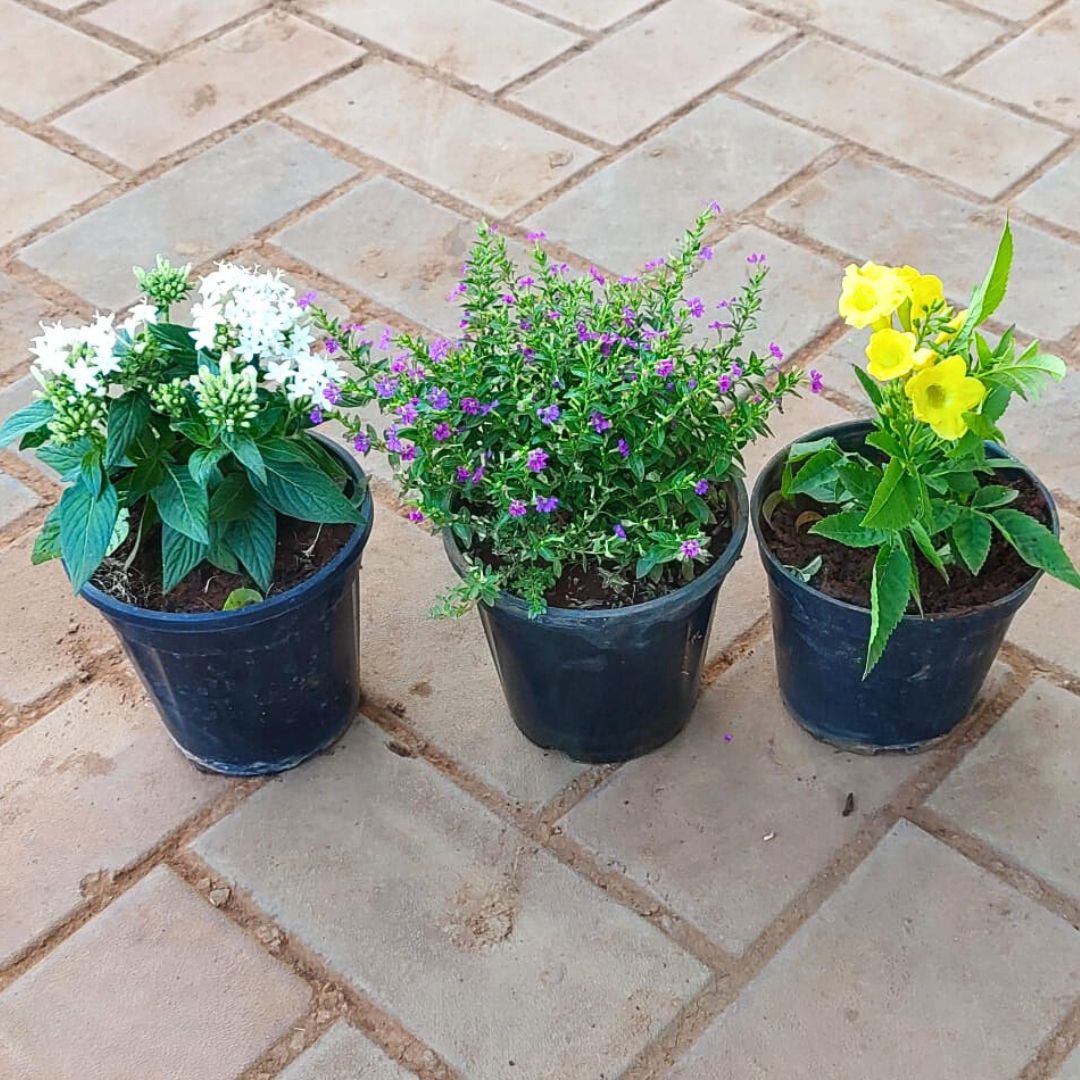 Set of 3 - Pentas White, Cuphea Pink & Tecoma Yellow in 4 Inch Nursery Pot