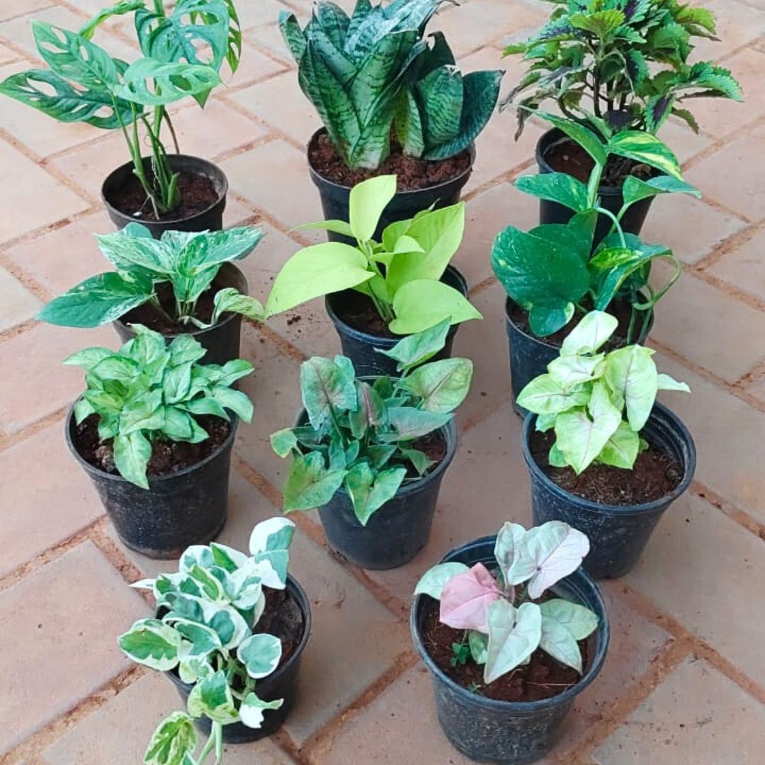 Indoor Urban Greens - Set of 11 - Snake Dwarf Green, Monstera Broken Heart, Coleus (Any Colour), Money Plant (Green, N'Joy, Golden, Marble) & Syngonium (Pink, Bronze, Yellow Butterfly, Yammi) in 4 Inch Nursery Pot