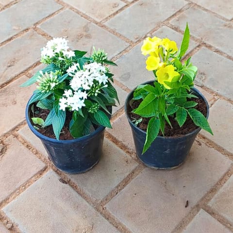 Set of 2 - Pentas White & Tecoma Yellow in 4 Inch Nursery Pot