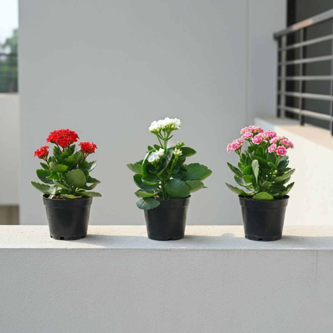 Set of 3 - Kalanchoe (Pink, Red & White) in 4 Inch Nursery Pot