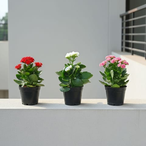Set of 3 - Kalanchoe (Pink, Red & White) in 4 Inch Nursery Pot
