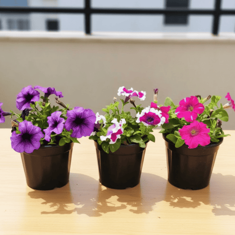 Set of 3 - Petunia Colourful in 4 Inch Nursery Pot