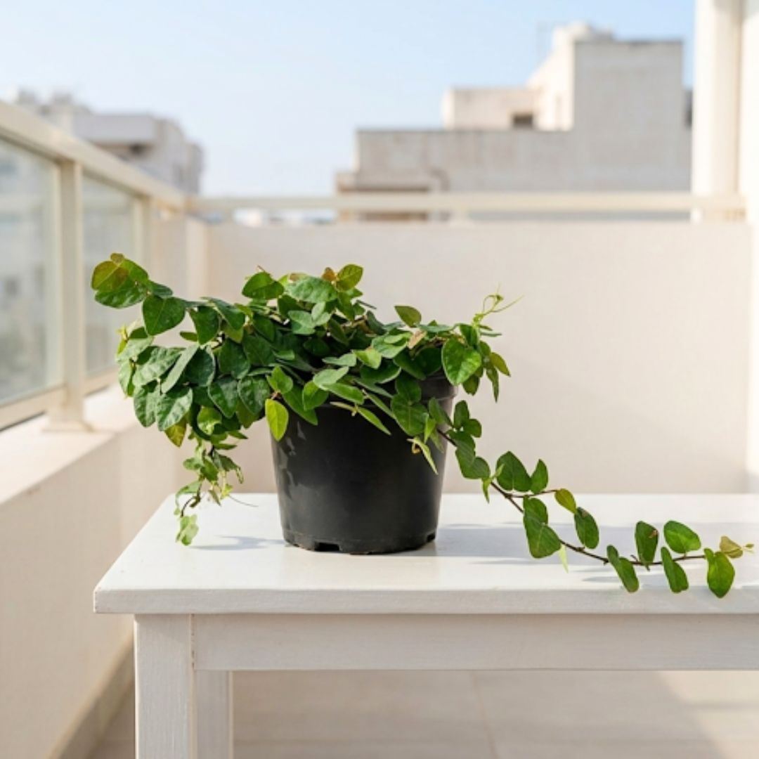 Creeping Fig / Chipkali Bel in 4 Inch Nursery Pot