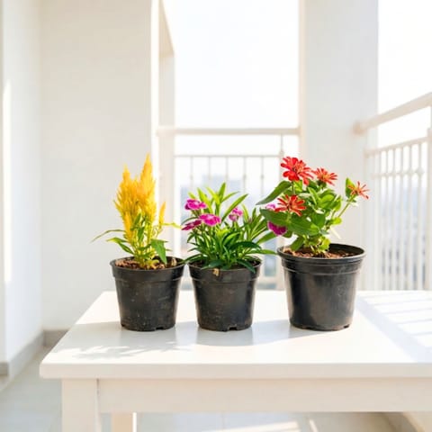 Set Of 3 - Celosia, Dianthus & Zinnia in 4 Inch Nursery Pot