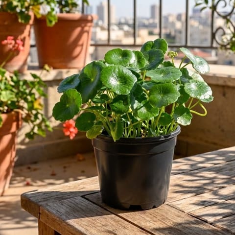 Lucky for Wealth Brahmi Dollar / Pennywort / Coin Plant in 4 Inch Nursery Pot