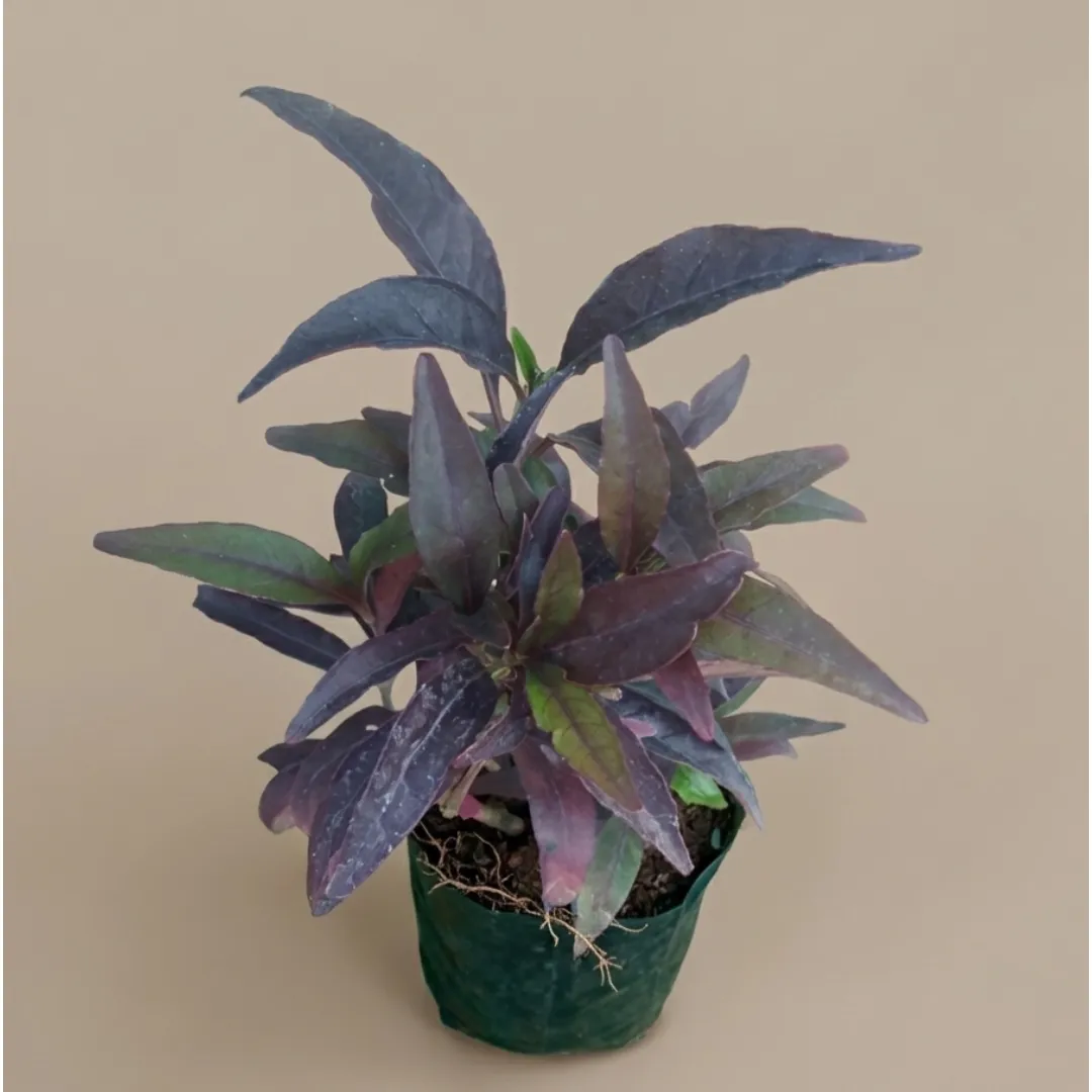 Purple Gem Plant in 4 Inch Nursery Bag