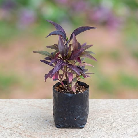 Pseuderanthemum Black in 4 Inch Nursery Bag