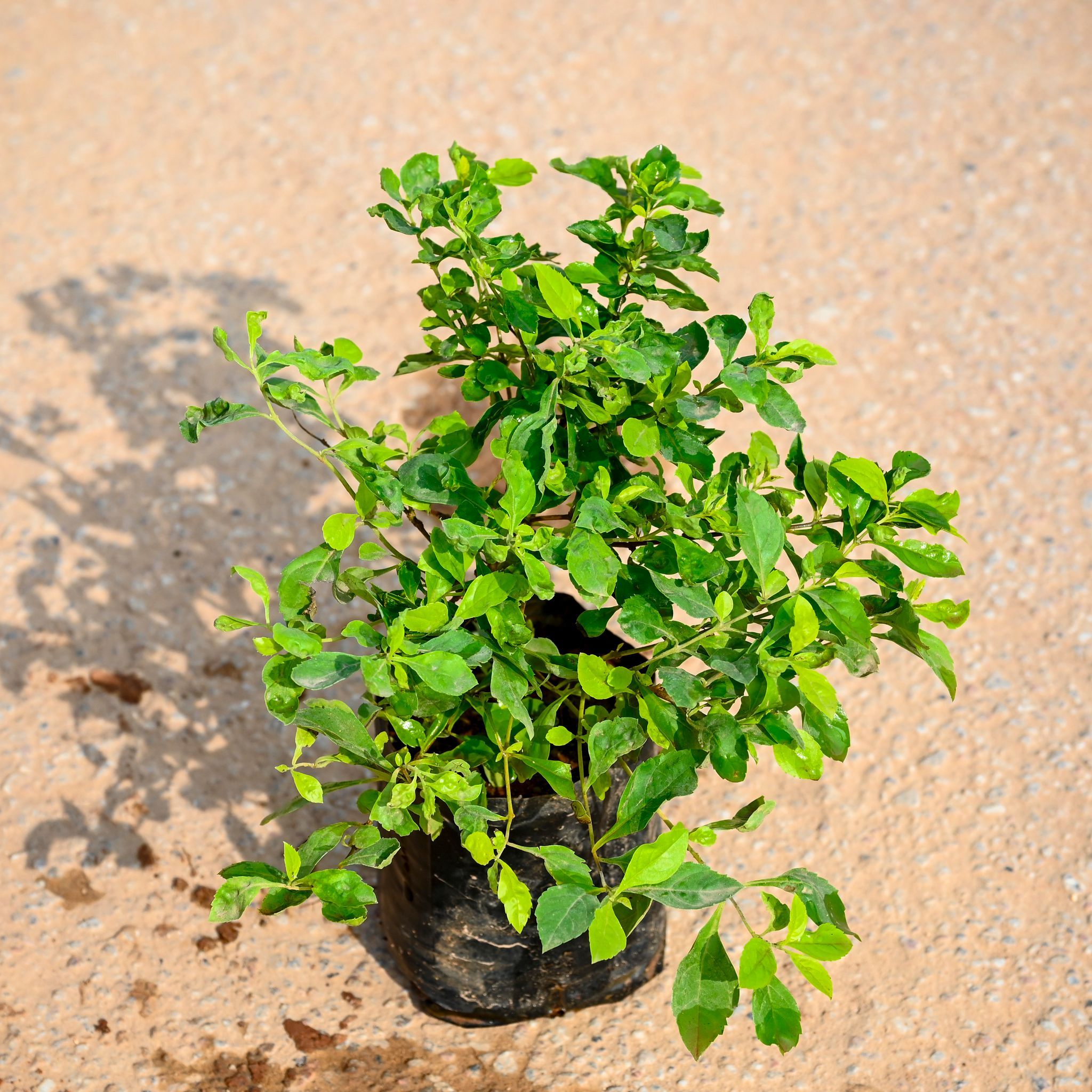 Duranta Green in 4 Inch Nursery bag