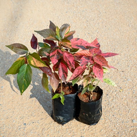 Set of 2 - Acalypha Red in 4 Inch Nursery Bag