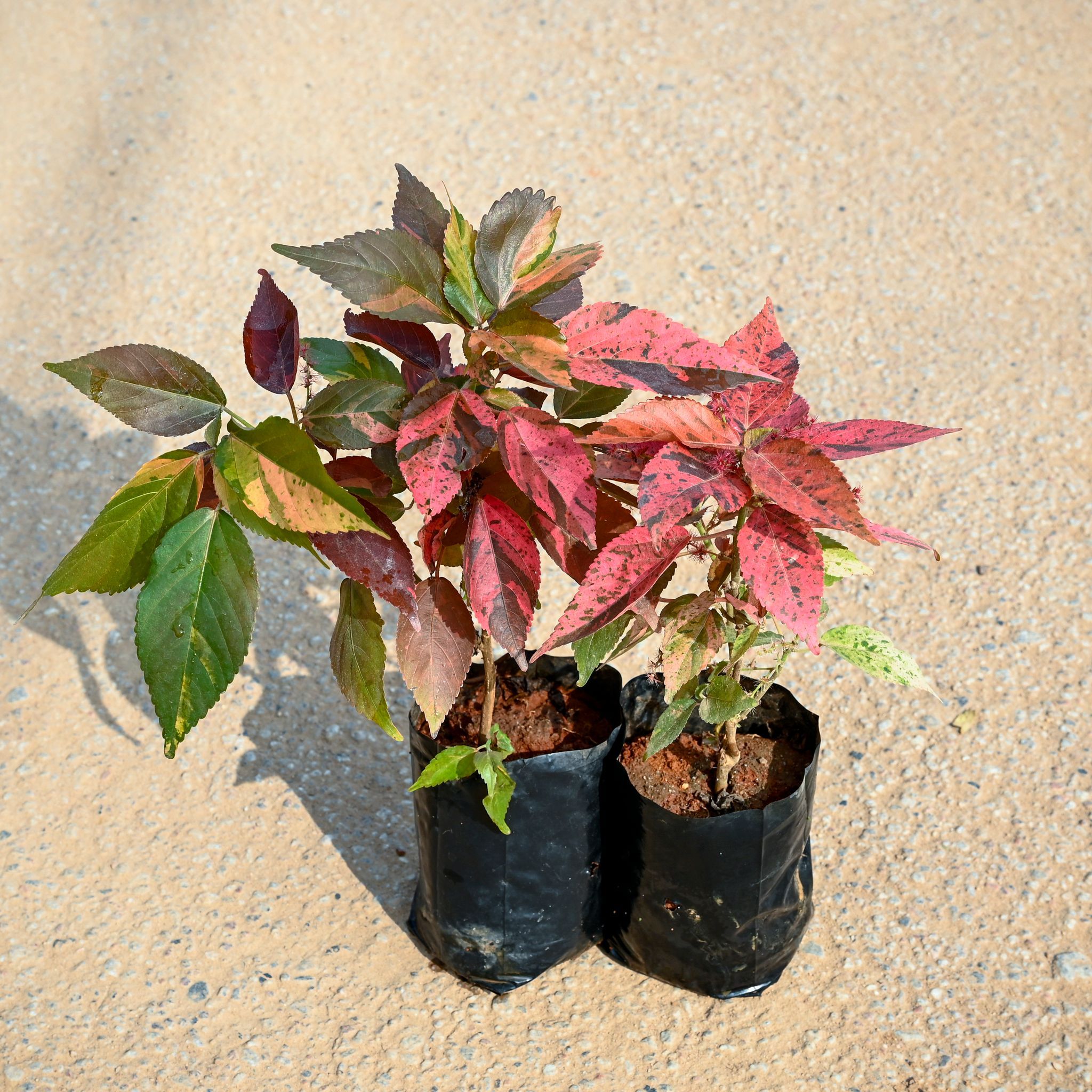 Set of 2 - Acalypha Red in 4 Inch Nursery Bag