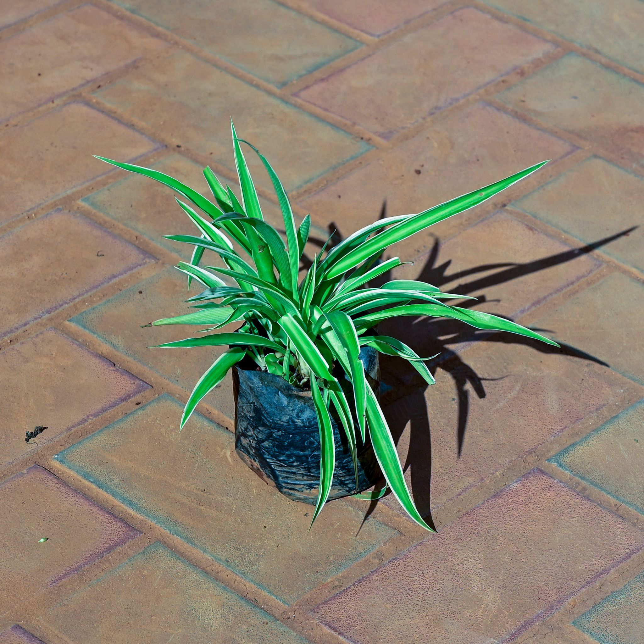 Spider Green in 4 Inch Nursery Bag