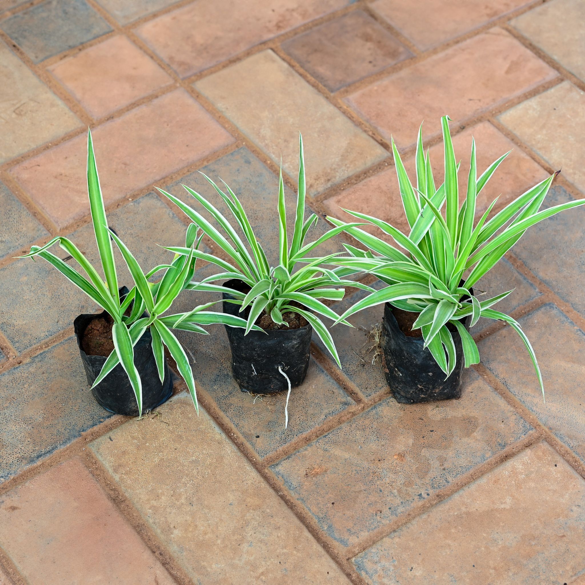 Set of 3 - Spider Green in 4 Inch Nursery Bag