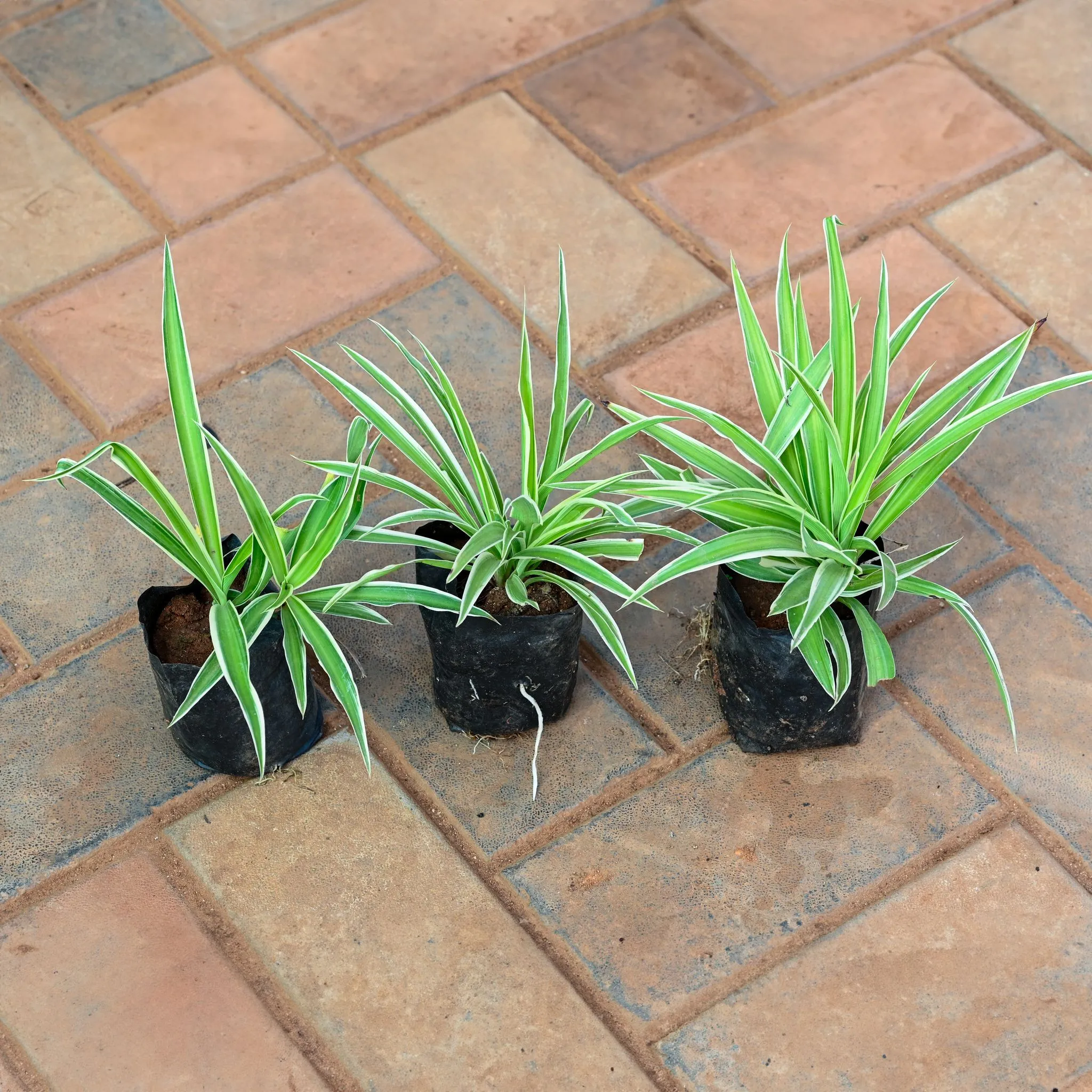 Set of 3 - Spider Green in 4 Inch Nursery Bag