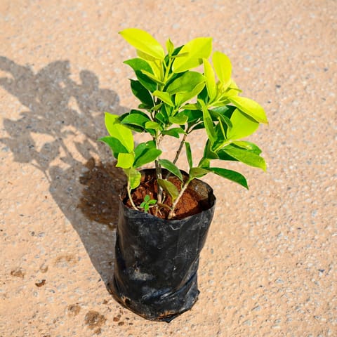 Ficus Panda Golden in 6 Inch Nursery Bag