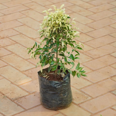 Ficus Benjamina Variegated in 6 inch Nursery Bag
