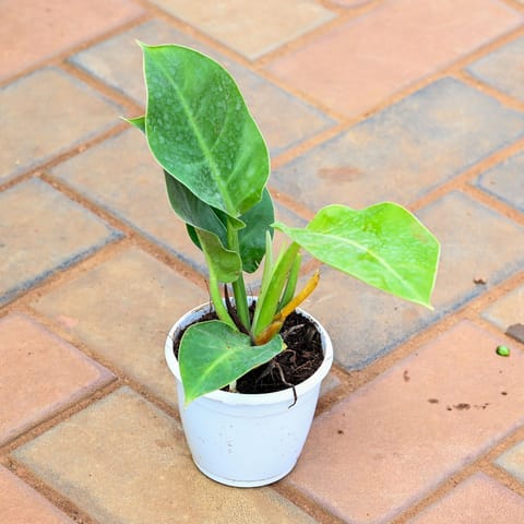 Philodendron Green in 6 Inch Nursery Pot