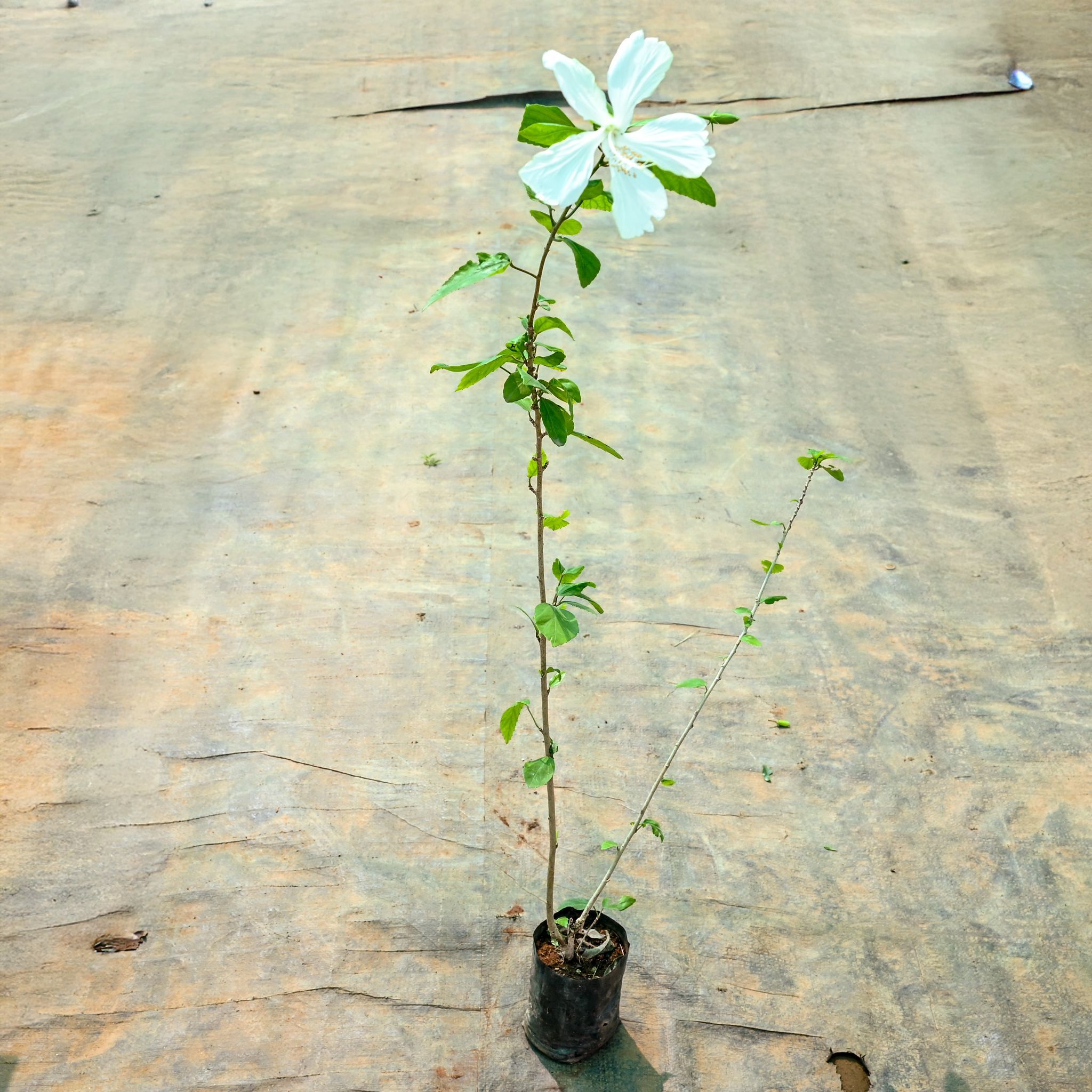 Hibiscus / Gudhal China White in 4 Inch Nursery Bag